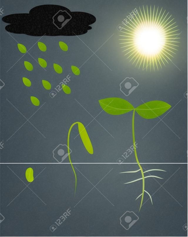 Молодое растение, растущее на солнце и под дождем