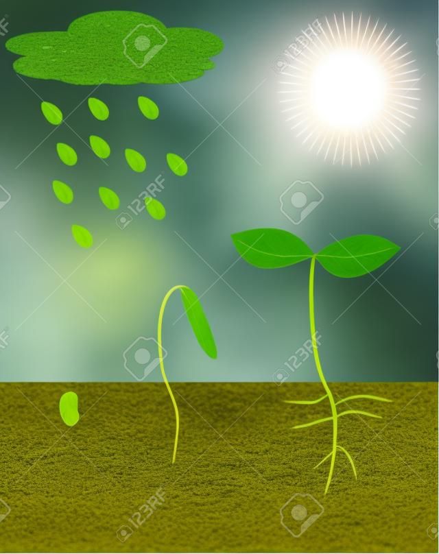 Een jonge plant groeit in de zon en regen