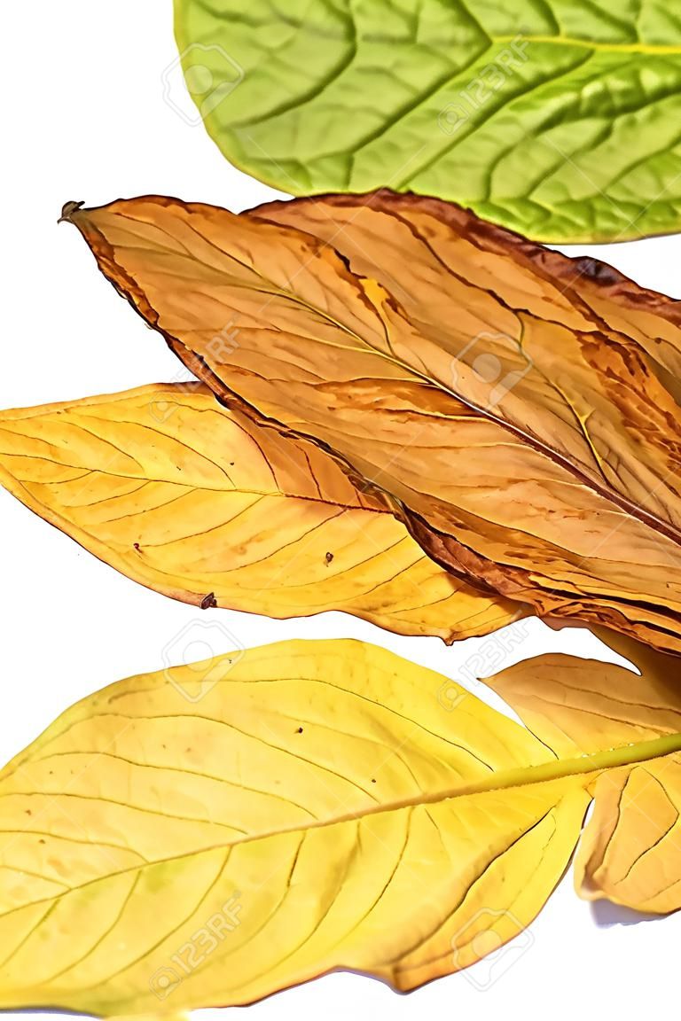 tobacco leaf on white background