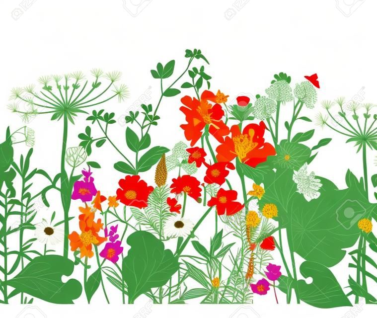 矢量無縫花卉邊框。草藥和野花。植物插圖雕刻風格。