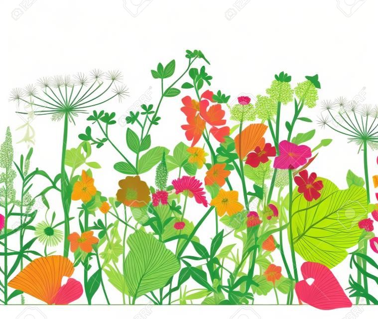 Wektor bez szwu kwiatowy granicy. Zioła i dzikie kwiaty. Ilustracje z roślinami grawerowanie stylu.