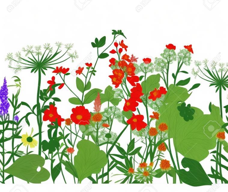 Vektor zökkenőmentes virág határán. Gyógynövények és vadvirágok. Botanikai illusztráció metszet stílusban.