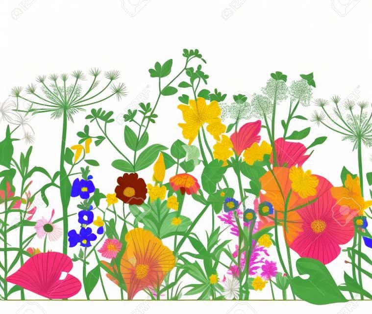 Vector nahtlose Blumengrenze. Kräuter und Wildblumen. Botanische Illustration Gravur-Stil.