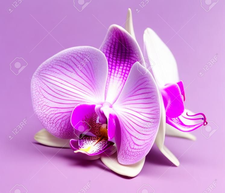 Magenta Orchidee auf weißem Hintergrund