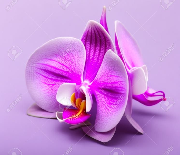 orquídea magenta está aislado en el fondo blanco