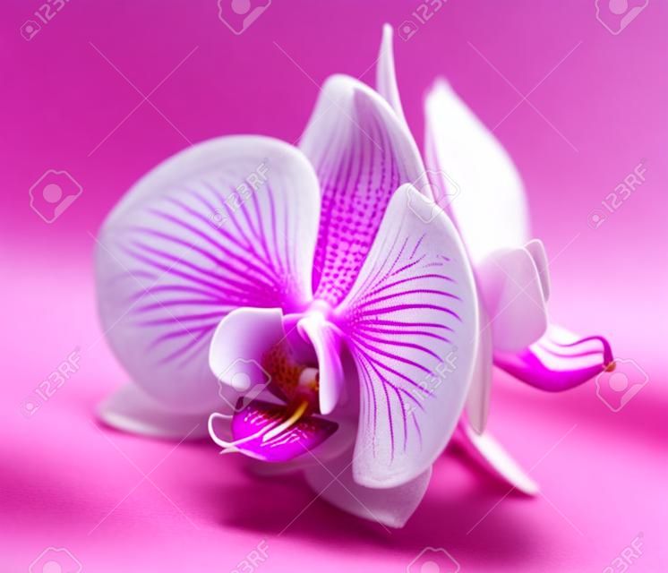Magenta Orchidee auf weißem Hintergrund