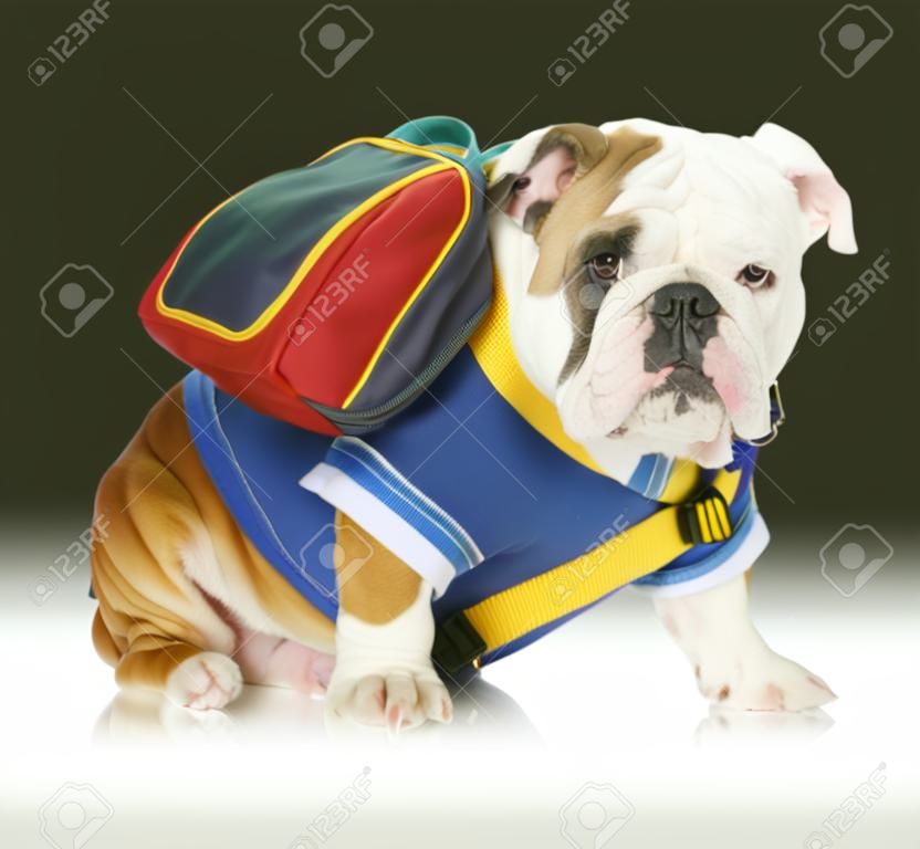 dog obedience school - english bulldog wearing blue shirt and matching back pack looking at viewer 