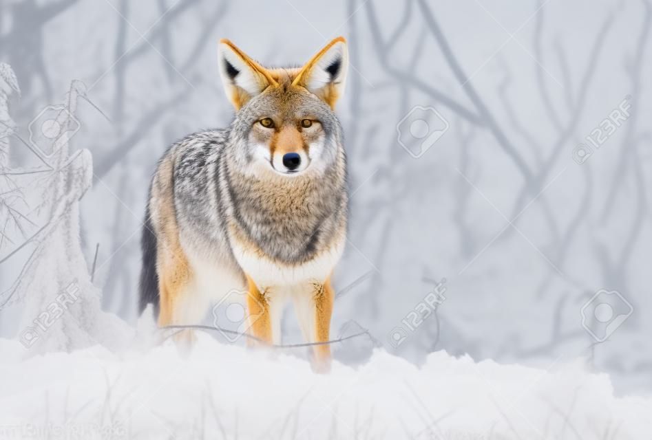Un Coyote en Colombie-Britannique Canada