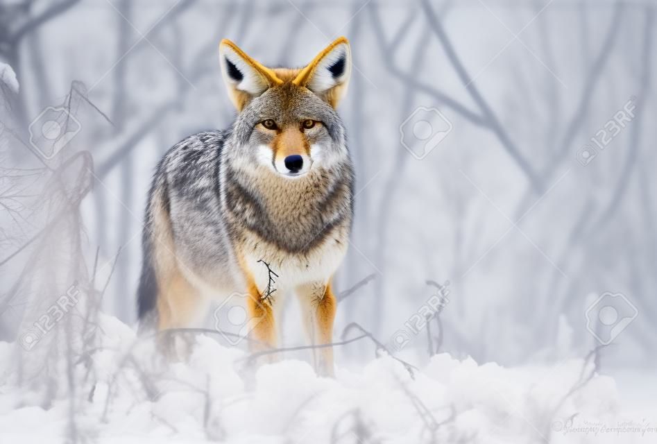 Un Coyote en Colombie-Britannique Canada