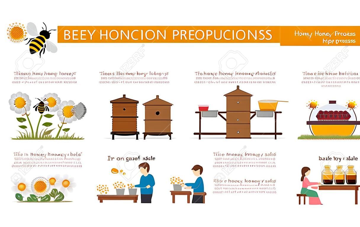 Miód etapy procesu produkcji lub kroki w formie infografika. Pszczoły lub osy miód zbierające nektar z kwiatów, pszczelarz pitching go i dostarczyć do napełniania bazę do karmelizacji zimno, porządek i sprzedaż etapie przed wypiciem herbaty