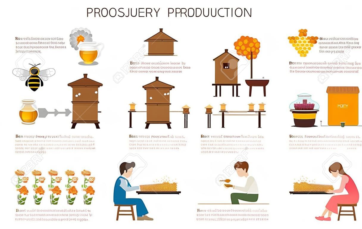 Die Honigproduktion Prozessschritte oder Schritte in Form Infografik. Bienen oder Wespen Honig Nektar aus Blüten zu sammeln, Pitching Imker es und liefern Basis Füllung für durch Kälte, Ordnung und Verkauf Bühne caramelizing vor dem Tee trinken