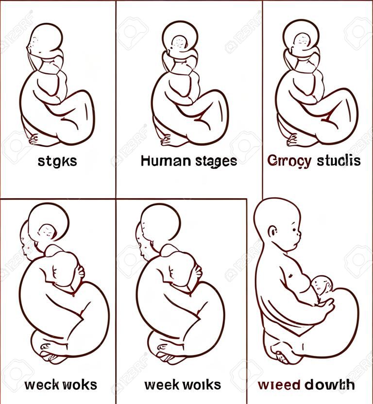 Embryo development. Human fetus growth stages of pregnancy vector illustration. Life baby stage before birth