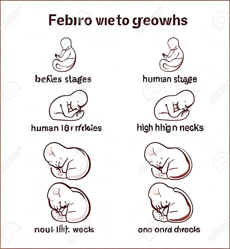 Embryo development. Human fetus growth stages of pregnancy vector illustration. Life baby stage before birth