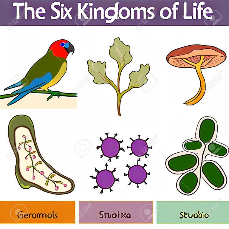 The six Kingdoms of Life Vector illustration