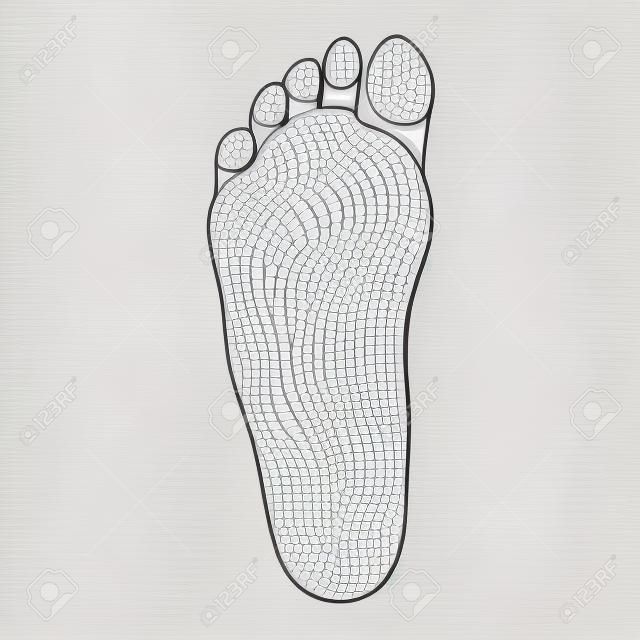 生物力学，鞋类，鞋概念，医疗，健康，按摩，水疗，针灸中心等的脚唯一轮廓图。逼真的卡通风格轮廓。在白色隔绝的传染媒介。
