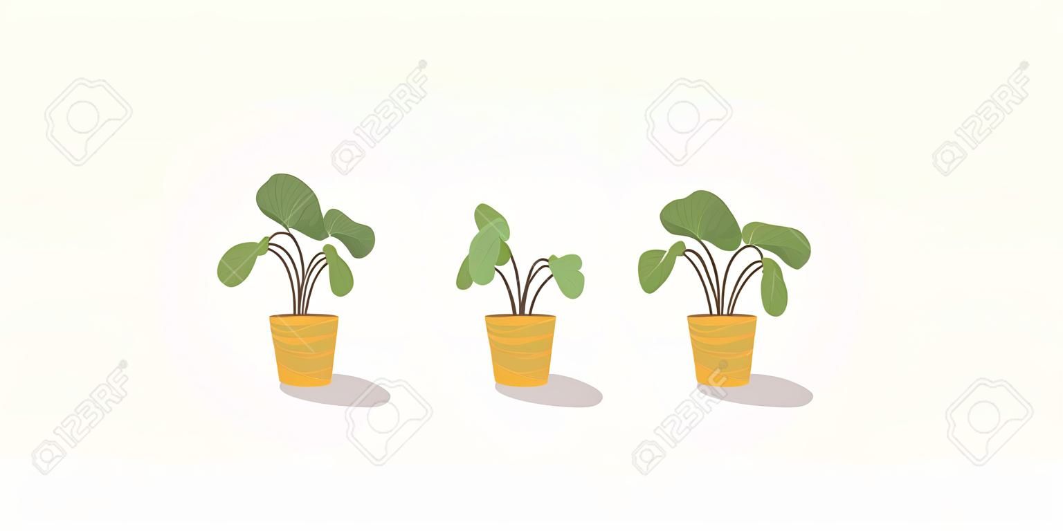 Stages of withering, a wilted plant in a pot, abandoned houseplant without watering and care. Potted plant dying. Vector illustration