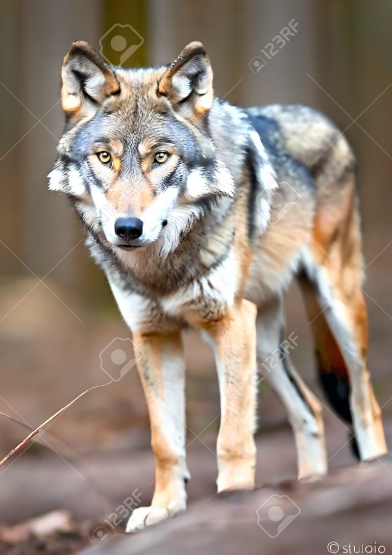 Le loup gris (Canis lupus lupus) est le membre le plus spécialisé du genre Canis, comme en témoignent ses adaptations morphologiques à la chasse au gros gibier, sa nature plus grégaires, et son comportement expressive très avancé.