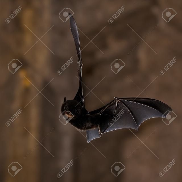Pipistrelle bat (Pipistrellus pipistrellus) fliegt auf dem Dachboden der Kirche