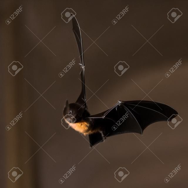 Pipistrelle bat (Pipistrellus pipistrellus), летящий на чердаке церкви