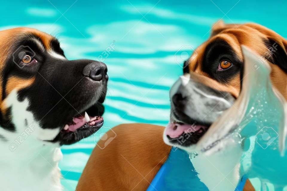 Woman swimming with rottweiler in pool