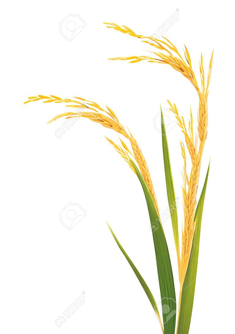 Ears von Reis isoliert auf weißem Hintergrund.
