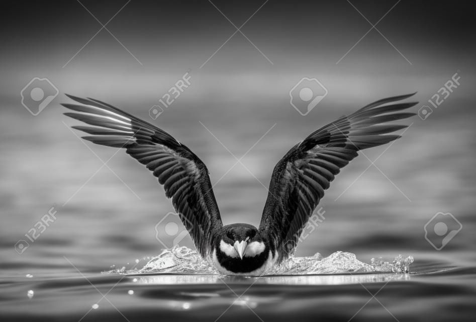 Czarno-biały obrazek przedstawiający ptaka rozkładającego skrzydła na wodzie.