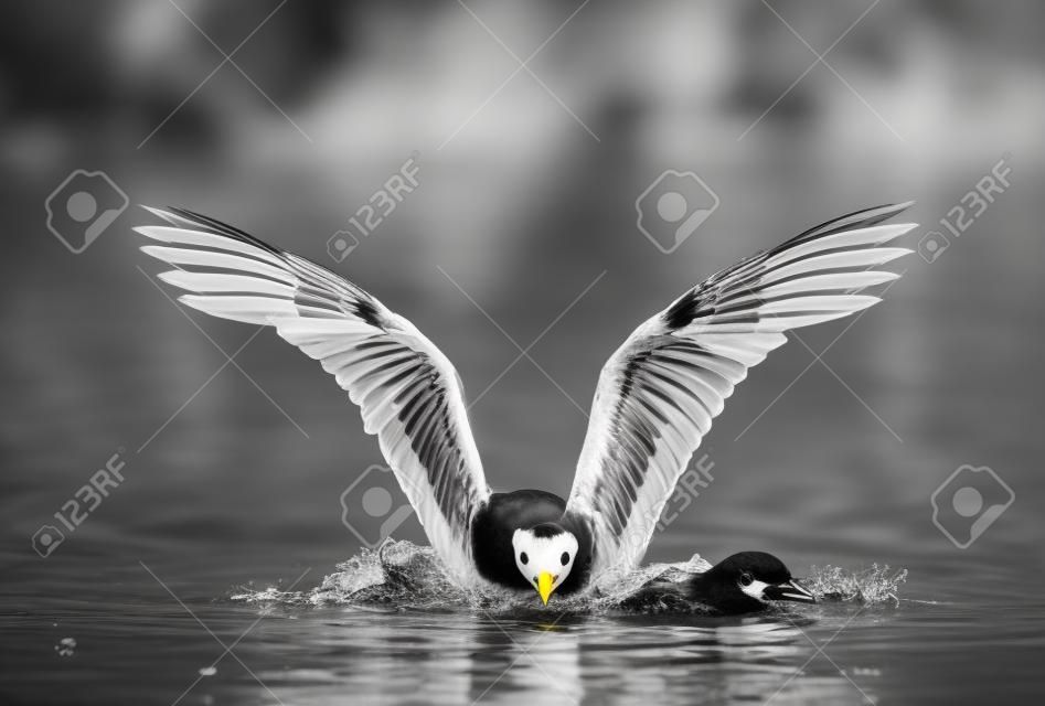 Schwarz-Weiß-Bild eines Vogels, der seine Flügel auf dem Wasser ausbreitet.