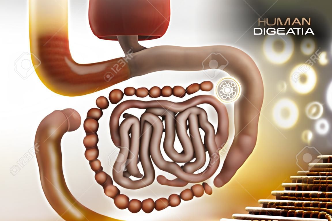le système digestif humain