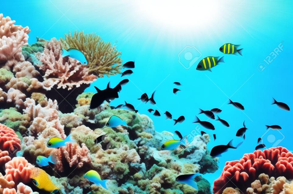 Pescados tropicales en el filón coralino en el Mar Rojo