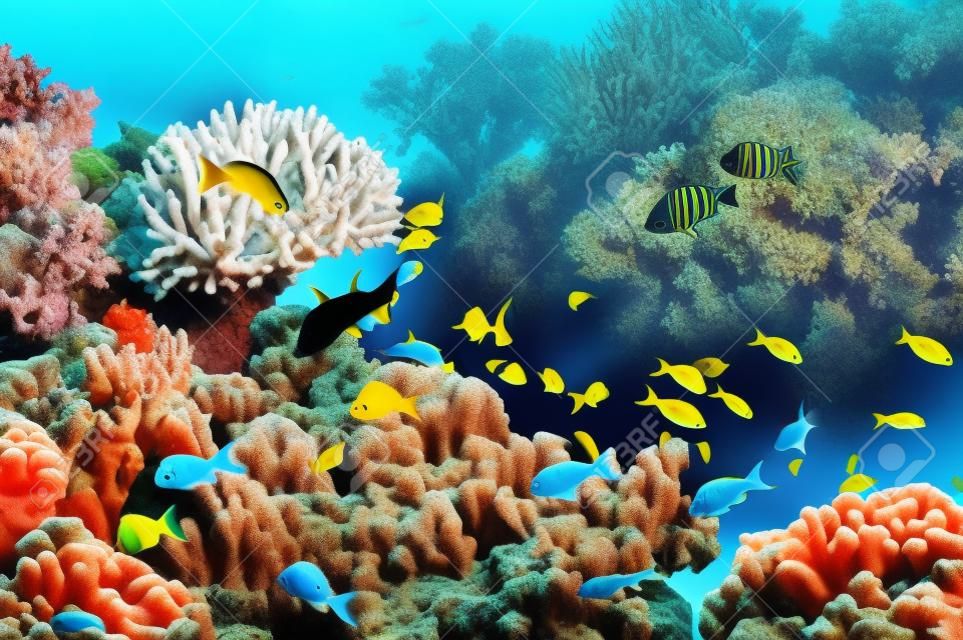 红海珊瑚礁上的热带鱼