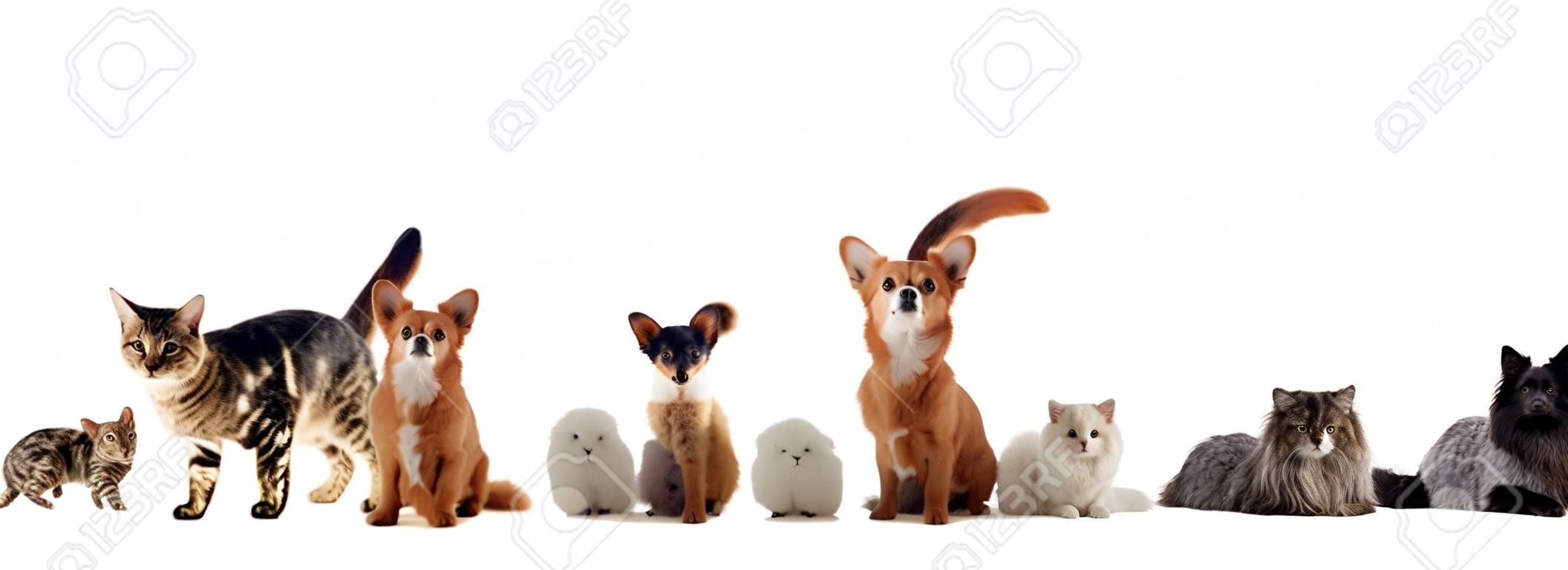 gruppo di animali da compagnia davanti a uno sfondo bianco