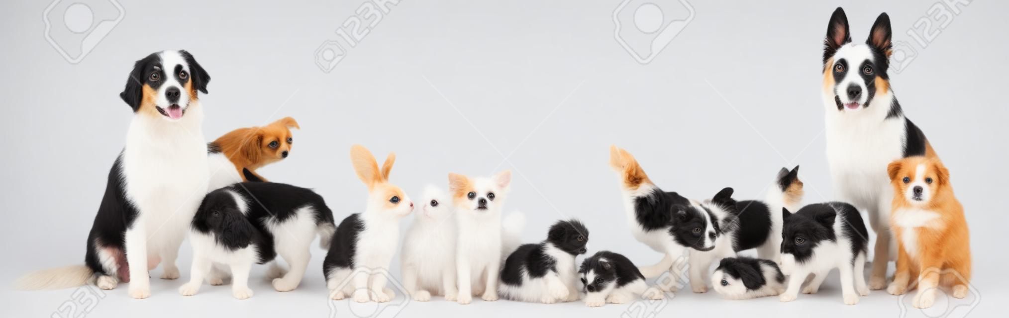 grupa zwierzę przed białym tle