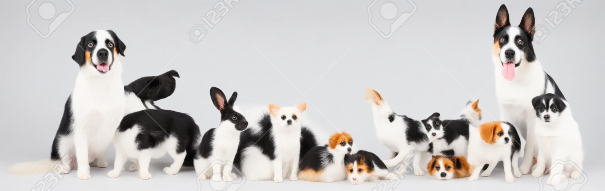 Gruppe von Haustieren vor einem weißen Hintergrund