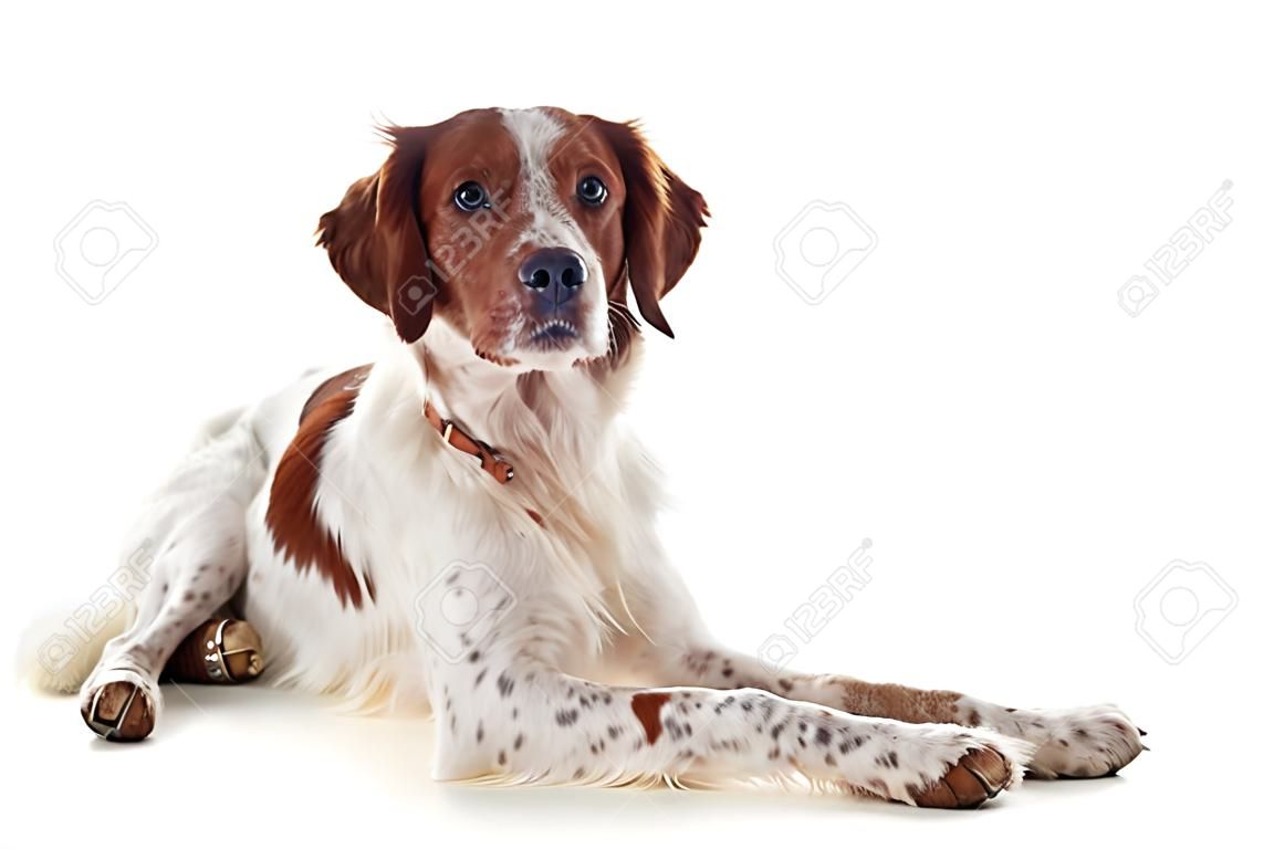 一個布列塔尼獵犬在白色背景前的肖像
