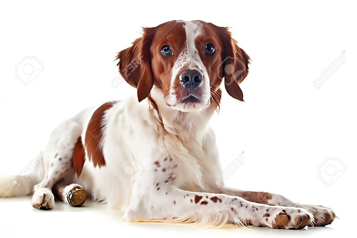在白色的背景前一个不列塔尼猎犬的肖像