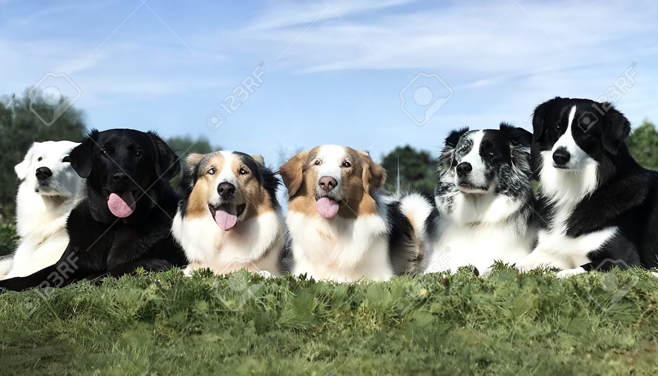 group of dogs lying down in the nature