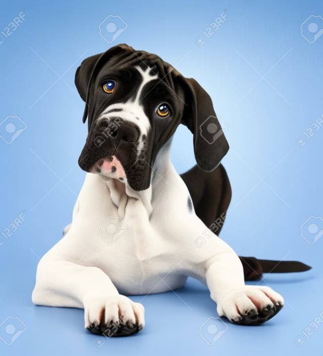 cachorro gran danés delante de un fondo blanco