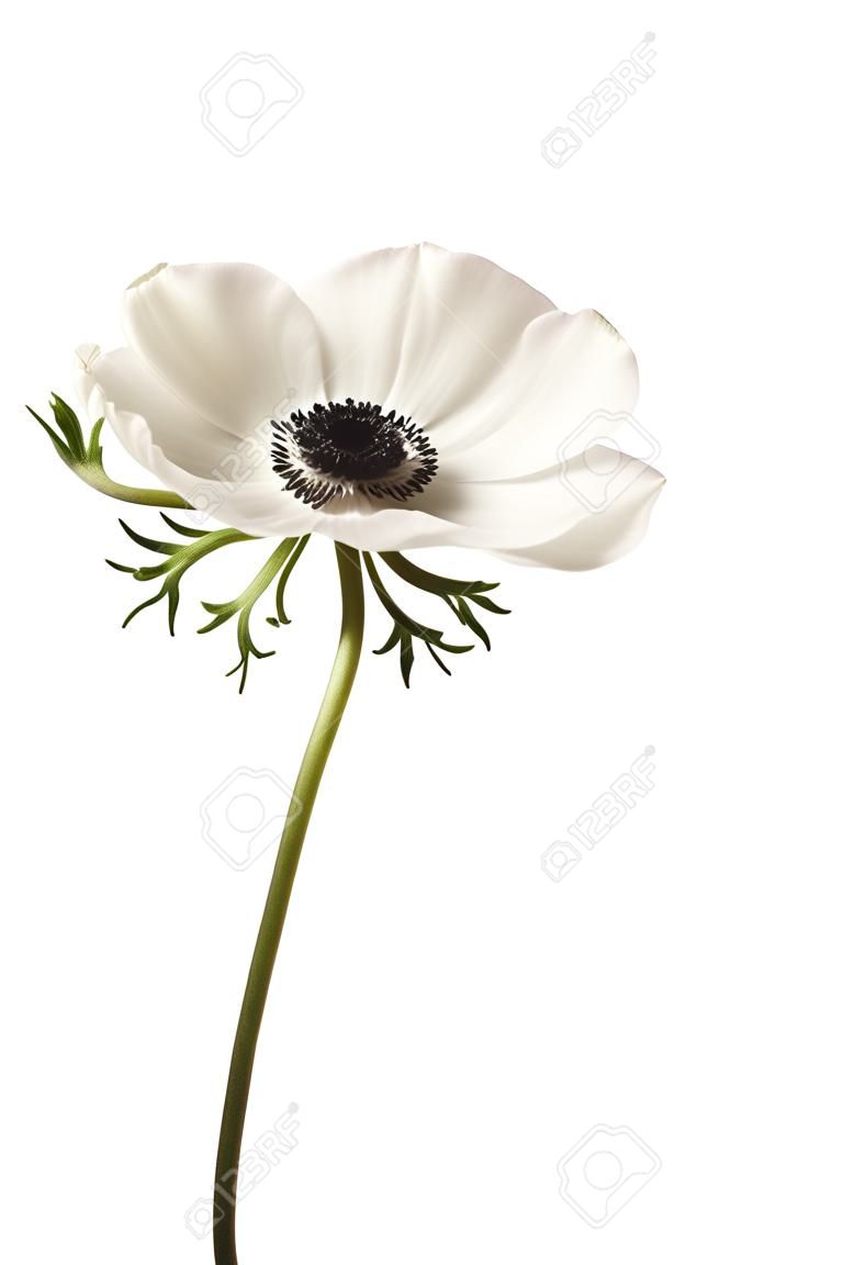 Black and White Anemone Isolated on a White Background