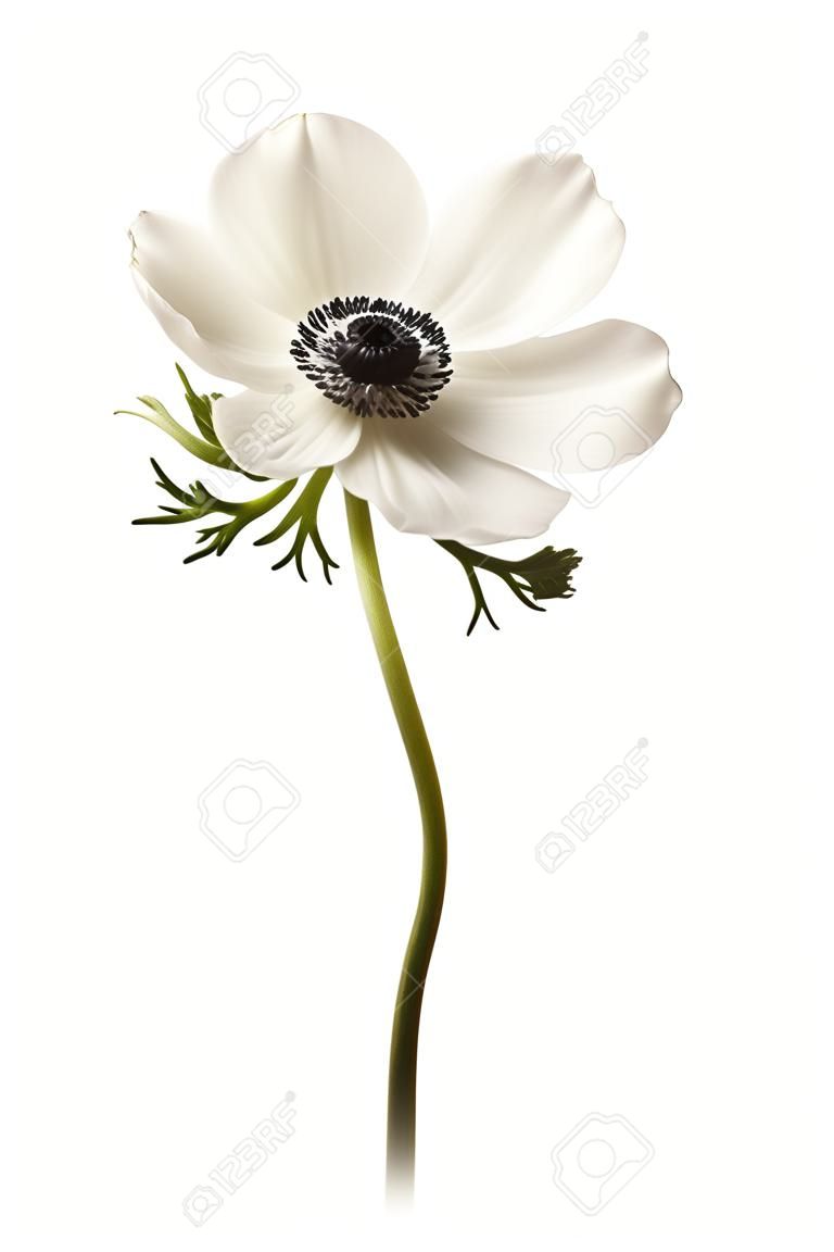 Noir et blanc Anemone isolée sur un arrière-plan blanc