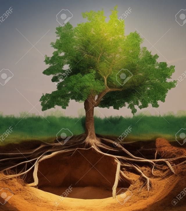 Drzewo z korzeniami i norami