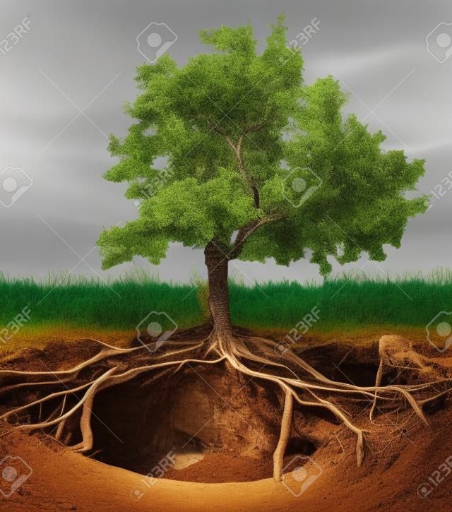 Drzewo z korzeniami i norami