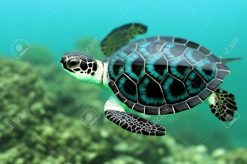 Lindo bebé en peligro de extinción tortuga nadando en aguas cristalinas