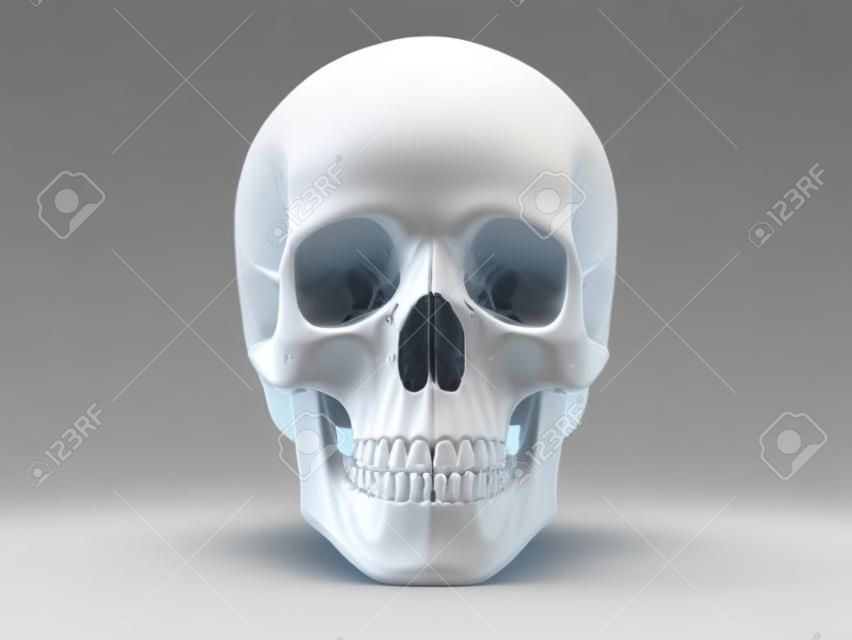 Cráneo humano 3d aislado en el fondo blanco