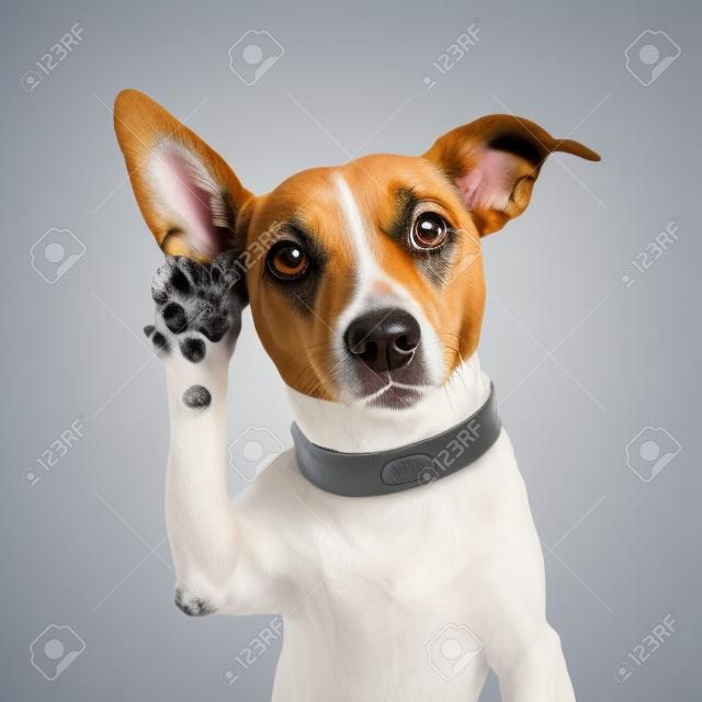 cão ouvindo com orelha grande