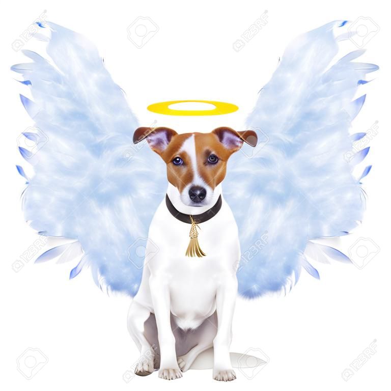 angel dog feather wings aura nimbus