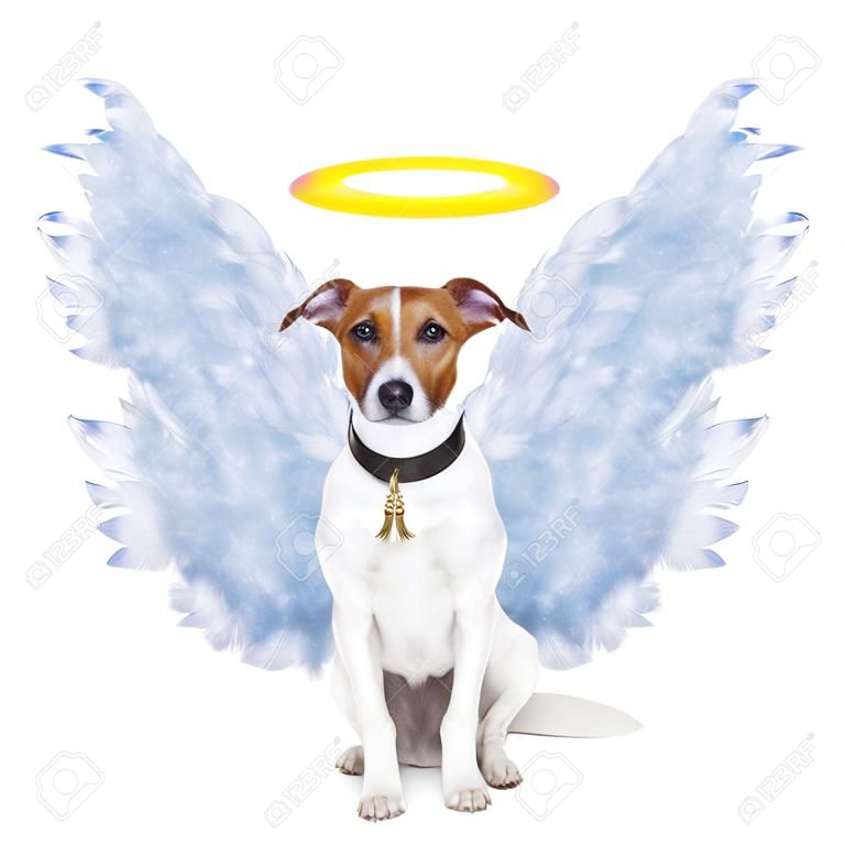 angel dog feather wings aura nimbus