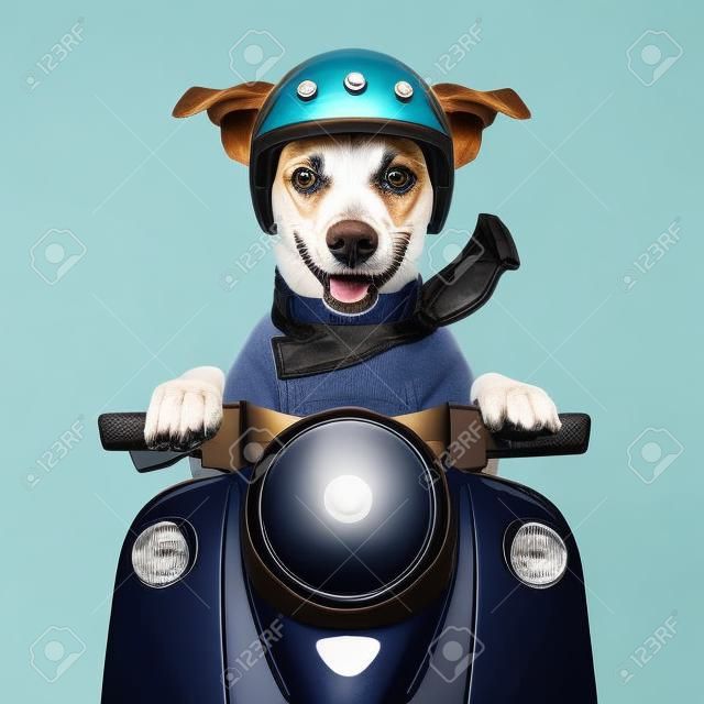 motorrijder hond rijden op een motorfiets met helm op hoge snelheid