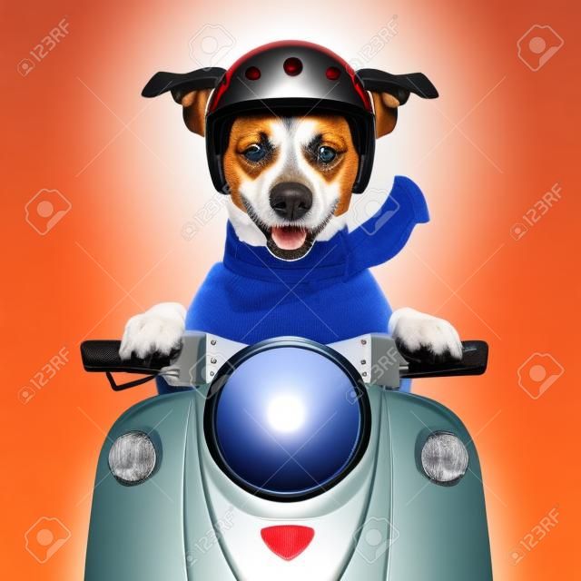 motorrijder hond rijden op een motorfiets met helm op hoge snelheid