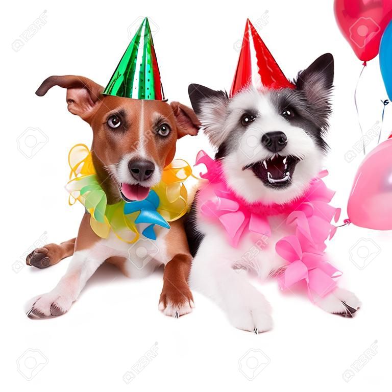 兩個有趣的生日慶祝狗緊靠在一起的一對夫婦