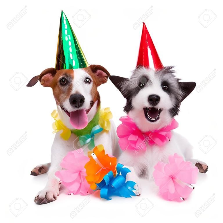 dos perros divertidos del cumpleaños que celebran juntos como pareja